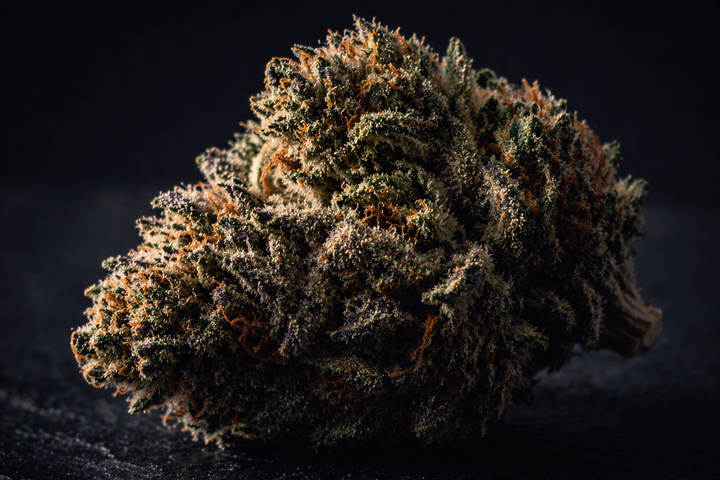 Шишка Цілюща